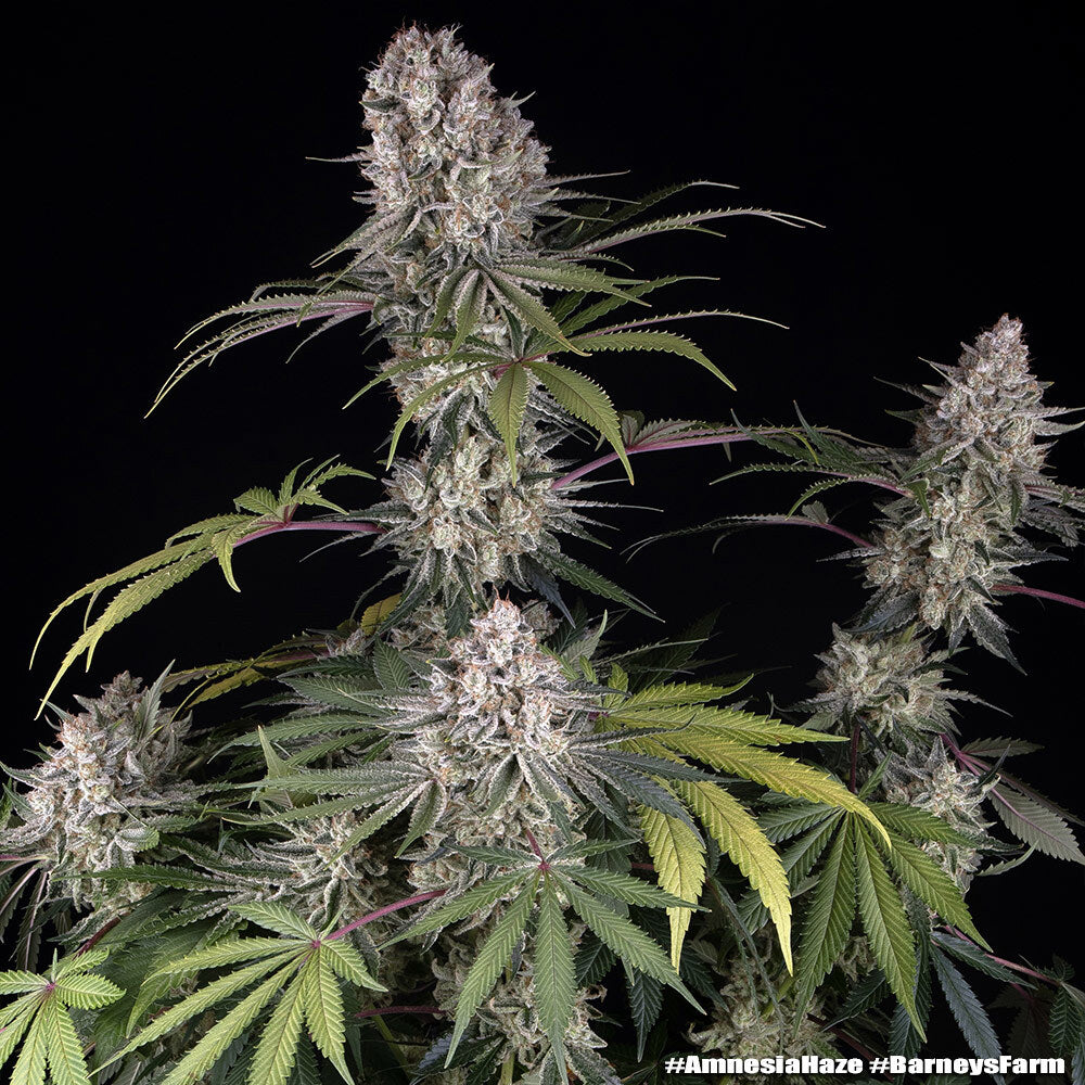 Amnesia Haze