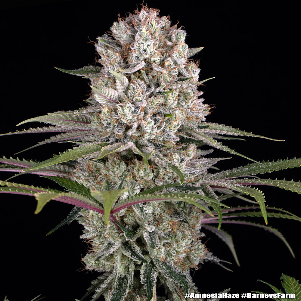 Amnesia Haze