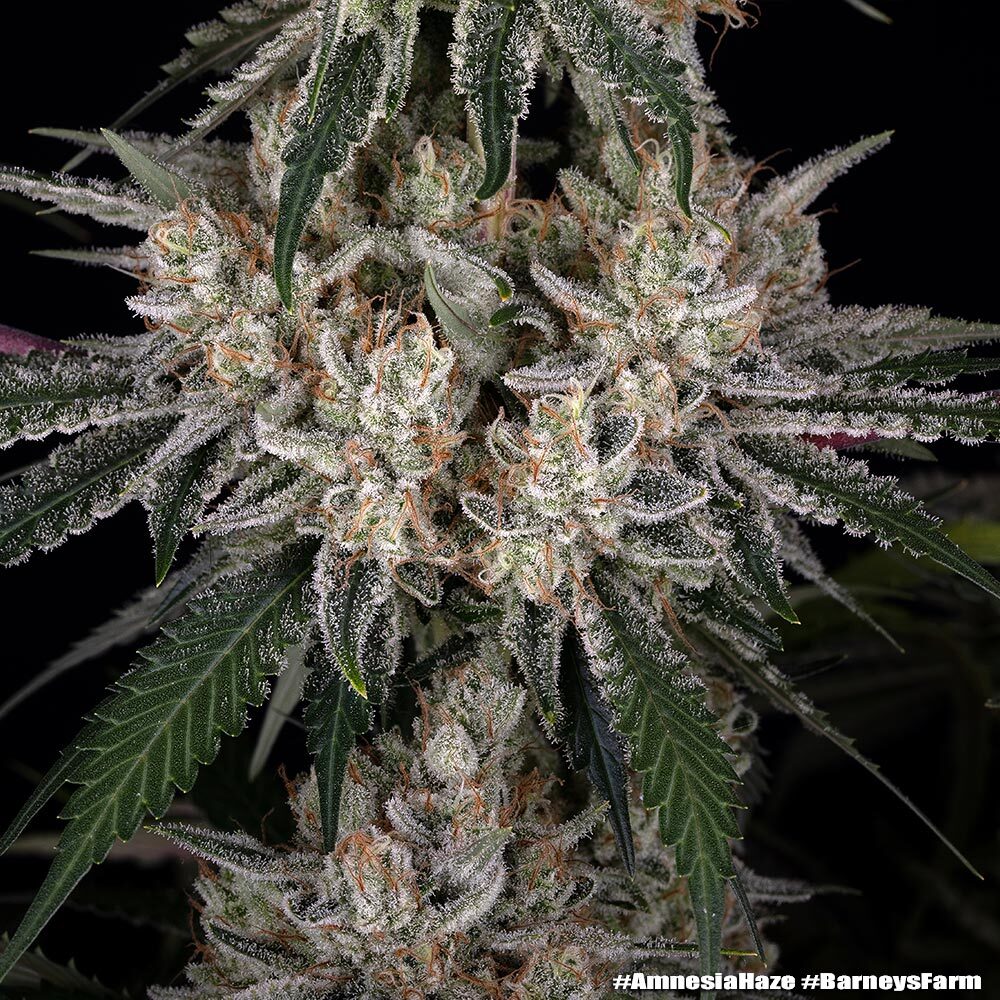 Amnesia Haze