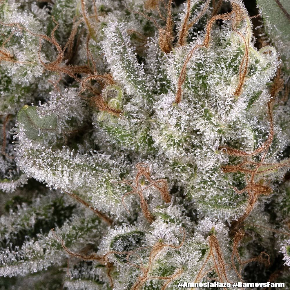 Amnesia Haze