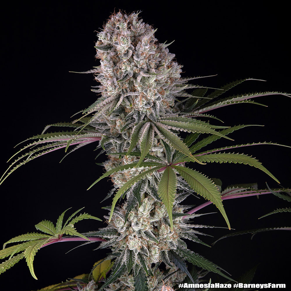 Amnesia Haze