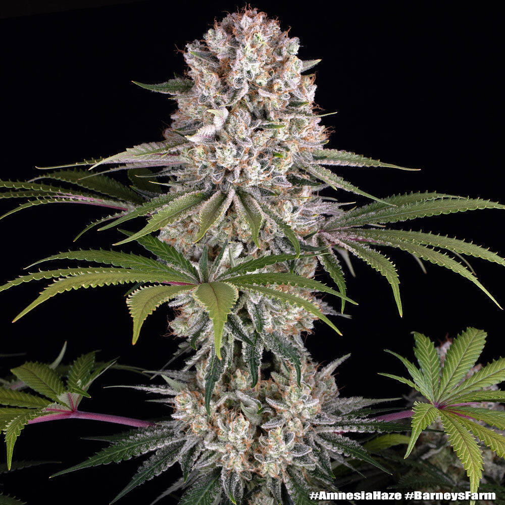 Amnesia Haze