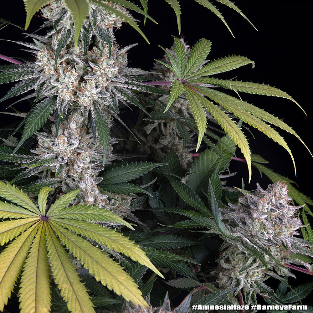 Amnesia Haze