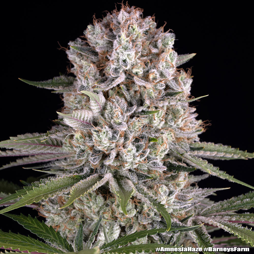 Amnesia Haze