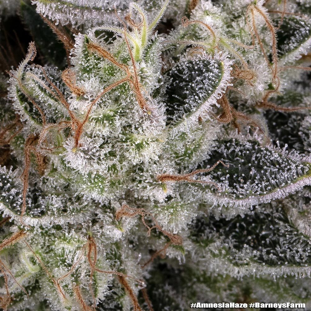 Amnesia Haze