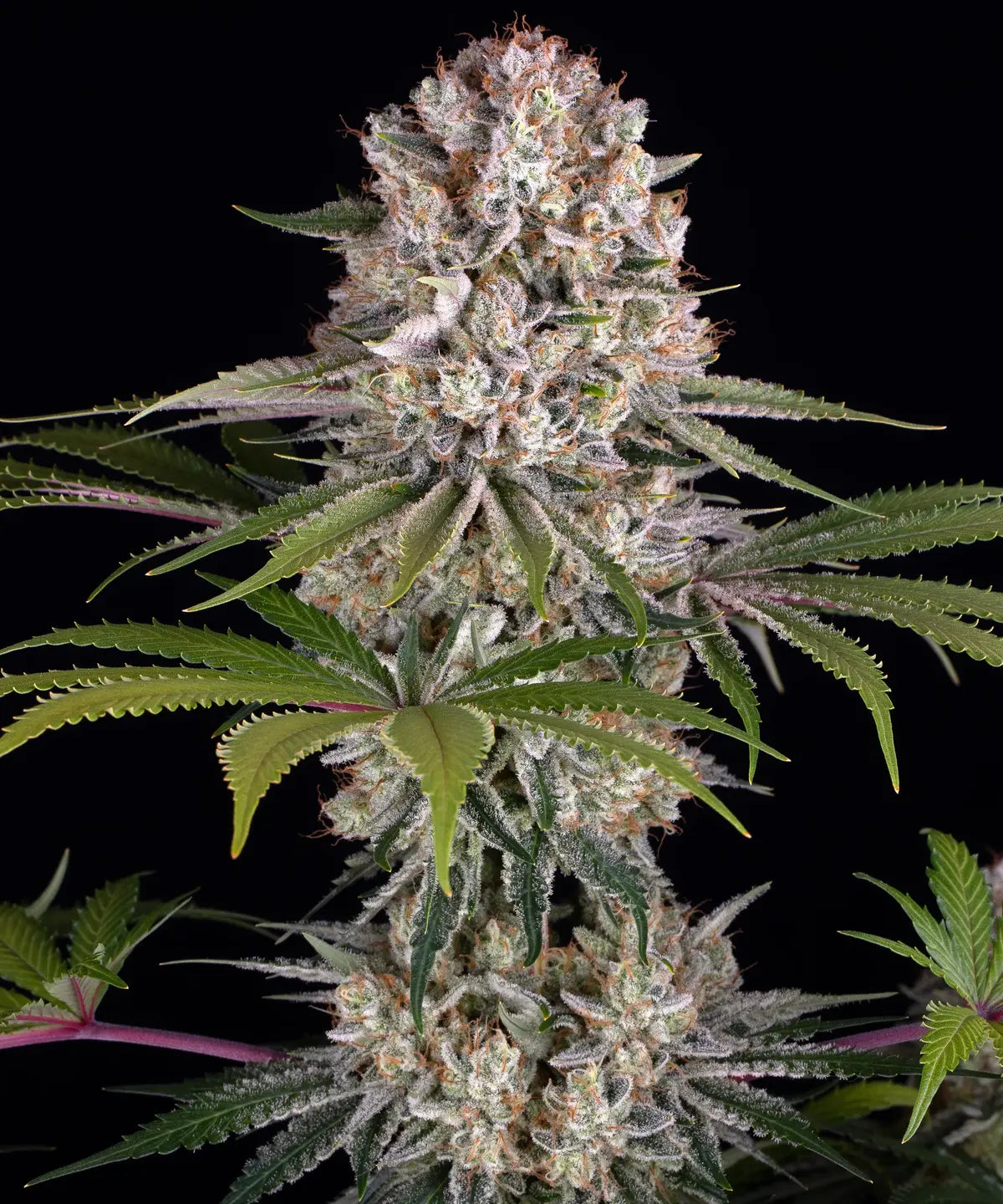 Amnesia Haze