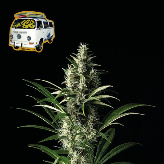 The White OG