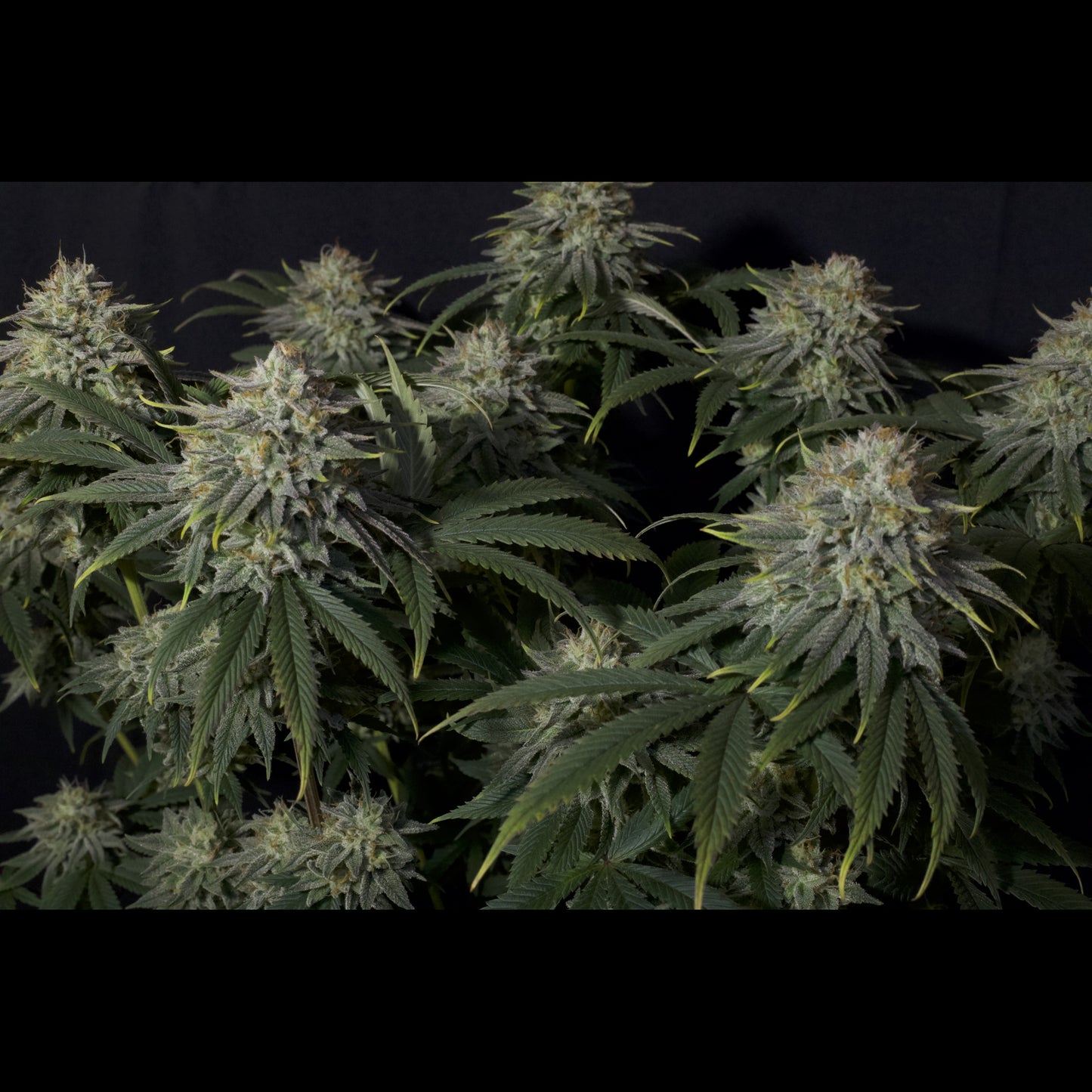 Gorilla Cookies Fast Flowering