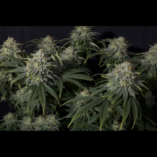 Gorilla Cookies Fast Flowering