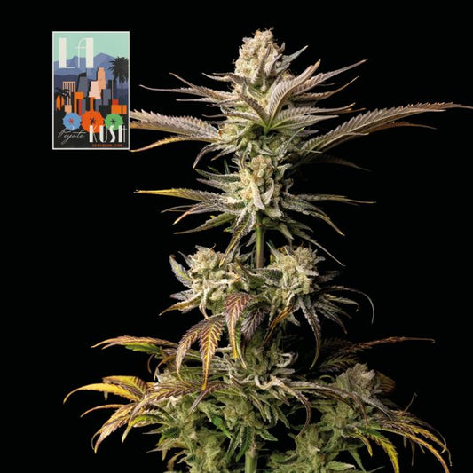 L.A. Peyote Kush