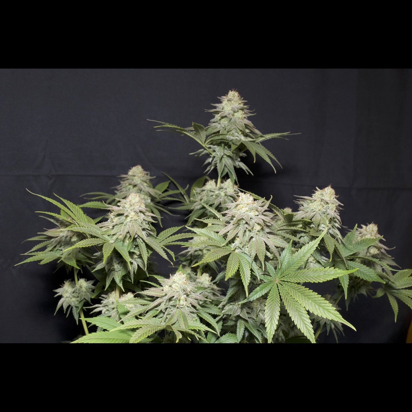 Orange Sherbet Fast Flowering