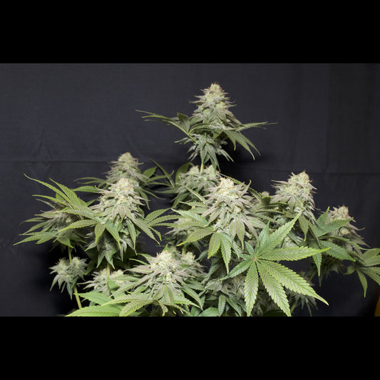 Orange Sherbet Fast Flowering