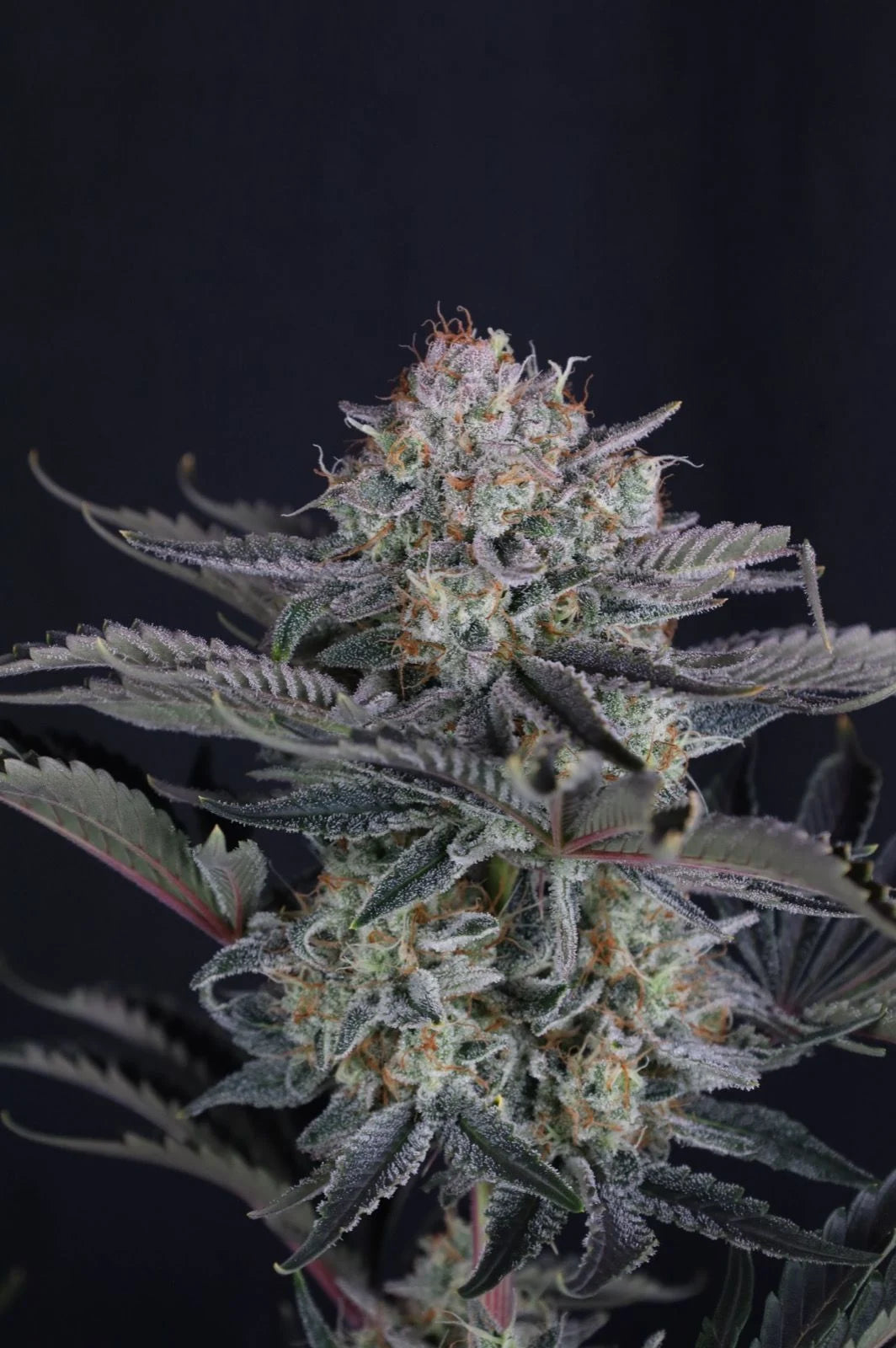 Mendo Frost Auto