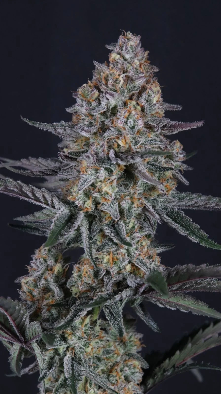Guava Sundae Auto