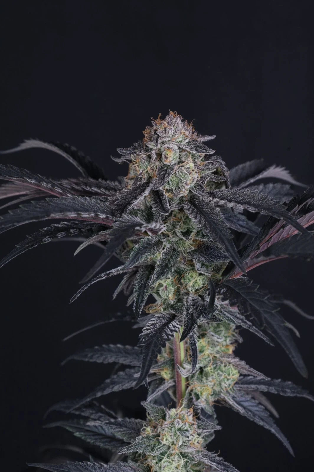 Mendo Frost Auto