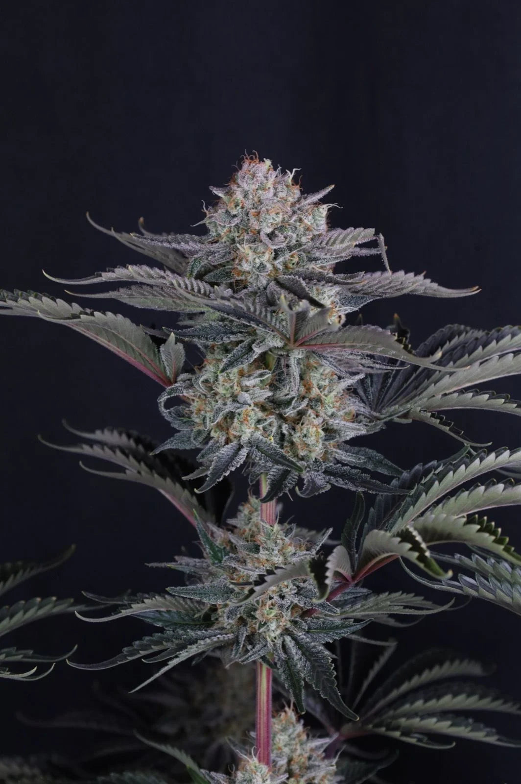 Mendo Frost Auto