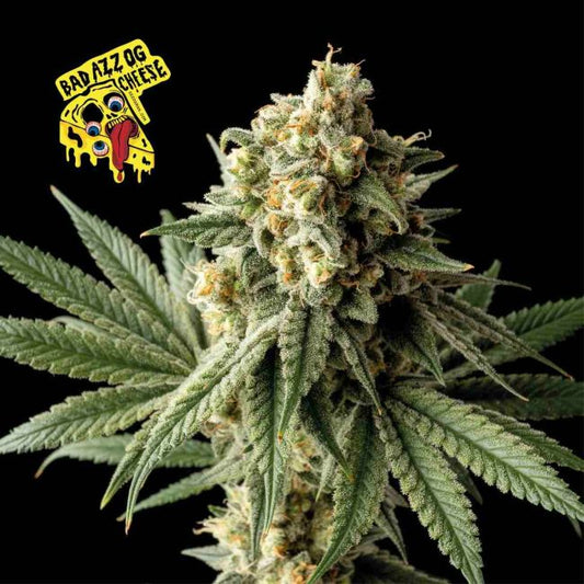 Badazz OG Cheese