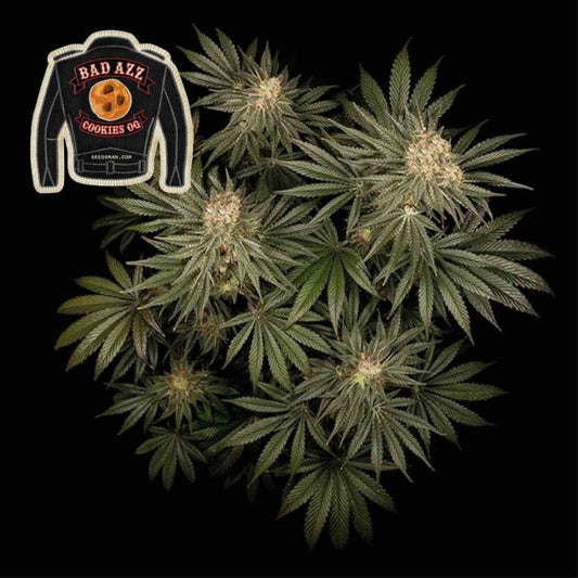 Badazz Cookies OG
