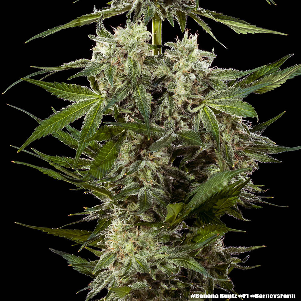 Banana Runtz F1 hybrid