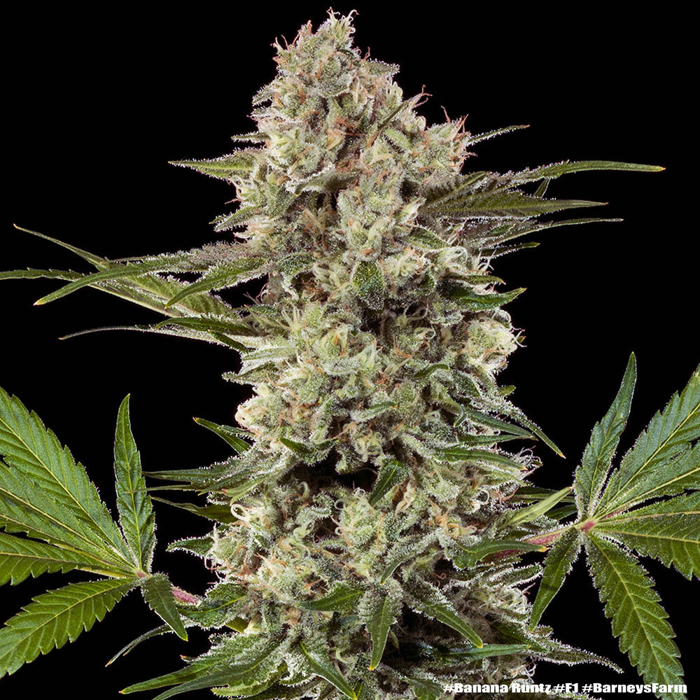 Banana Runtz F1 hybrid