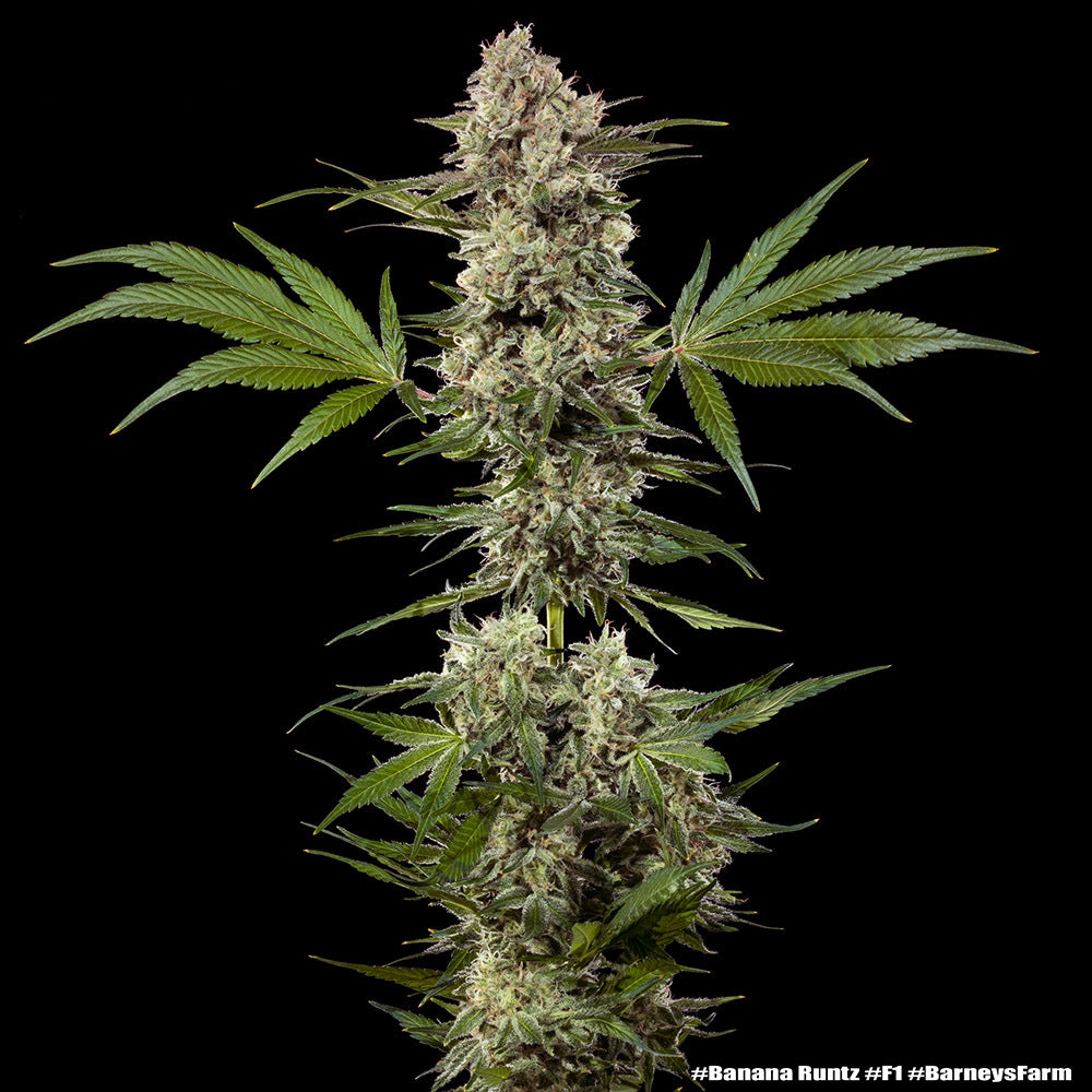 Banana Runtz F1 hybrid