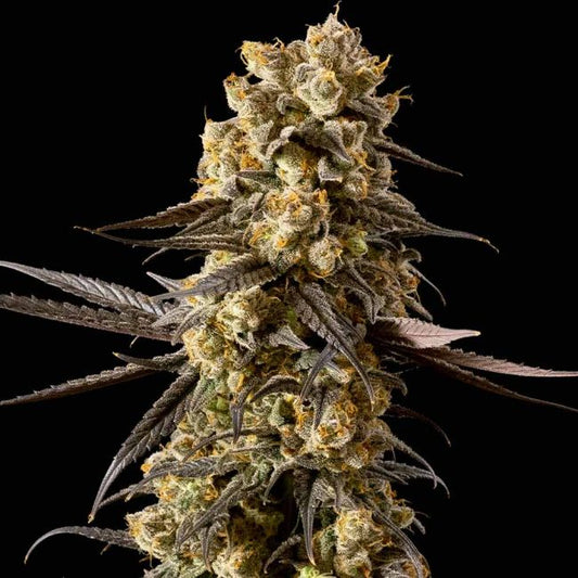 Banana Biscotti F1
