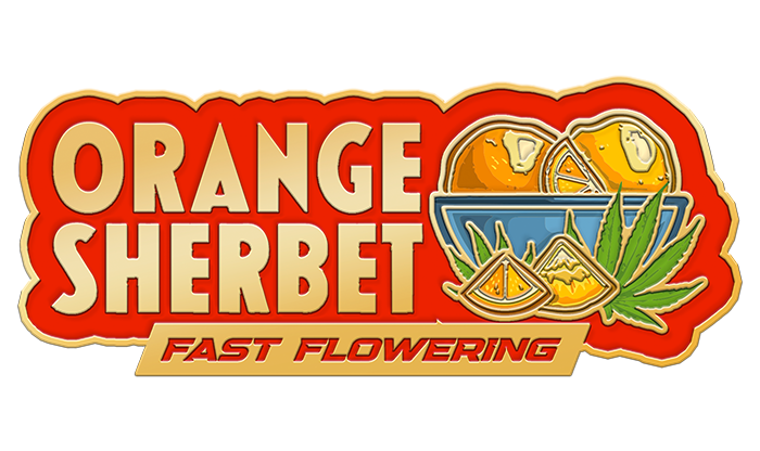 Orange Sherbet Fast Flowering
