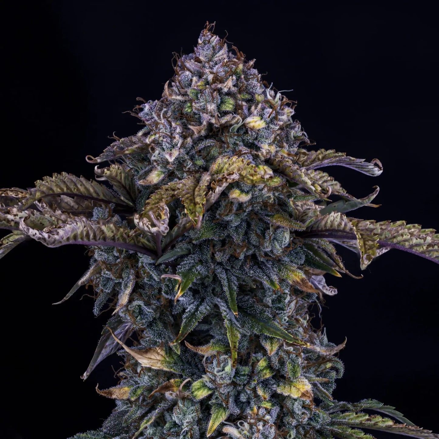 Bear Assed Monkey Auto