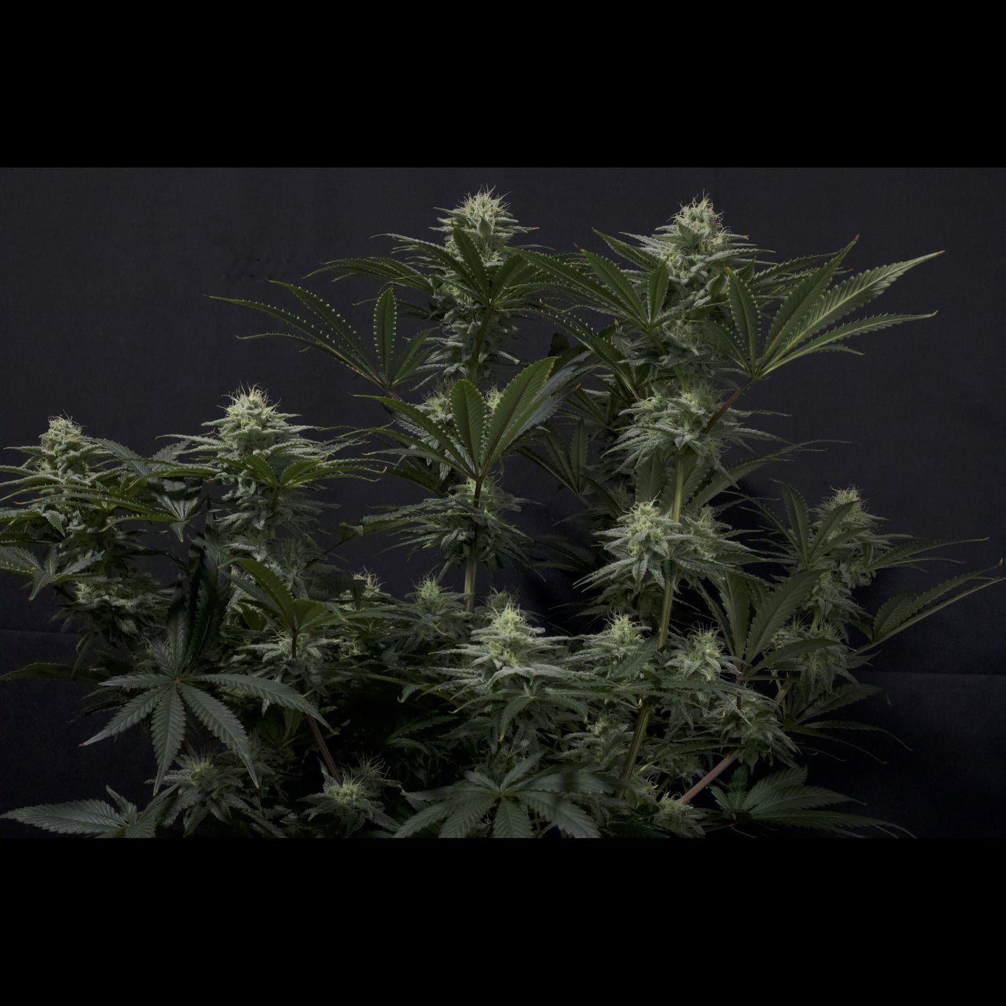 GG4 Sherbet Fast Flowering