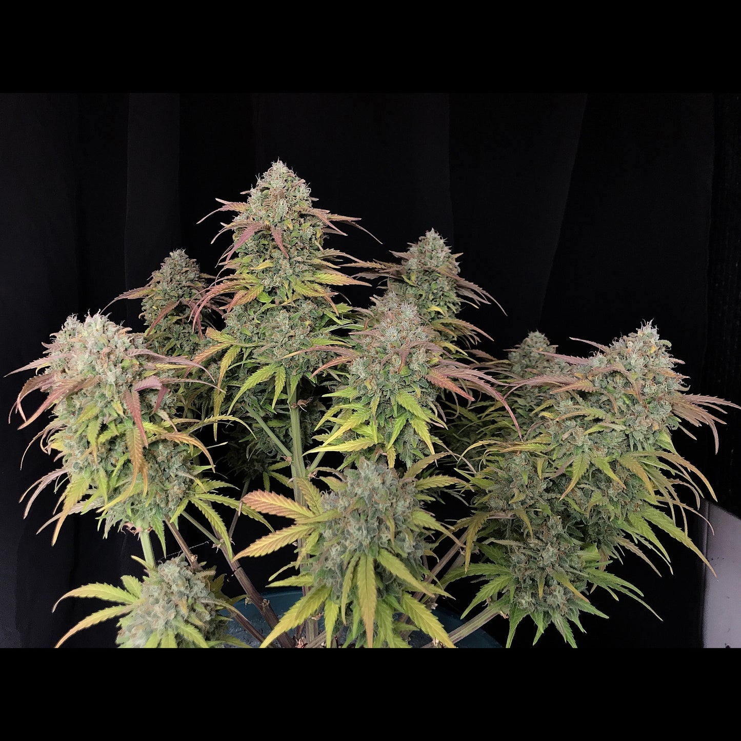 Jack Herer Auto