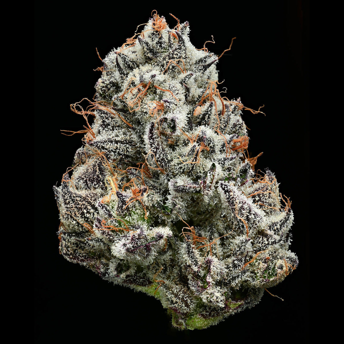 BLACK CHERRY GUSHERS