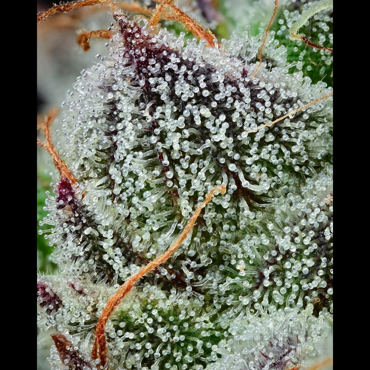 BLACK CHERRY GUSHERS