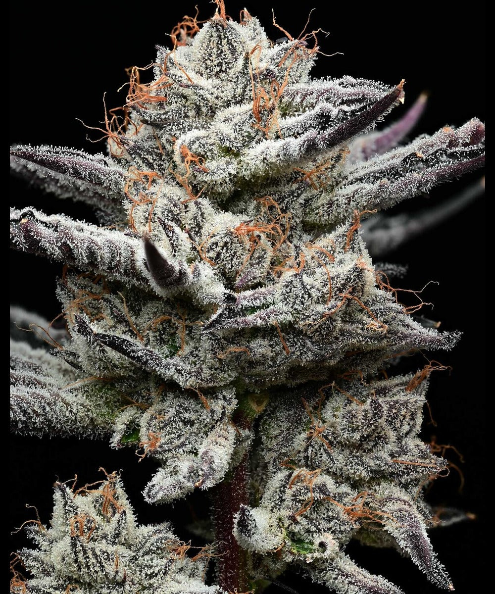 BLACK CHERRY GUSHERS