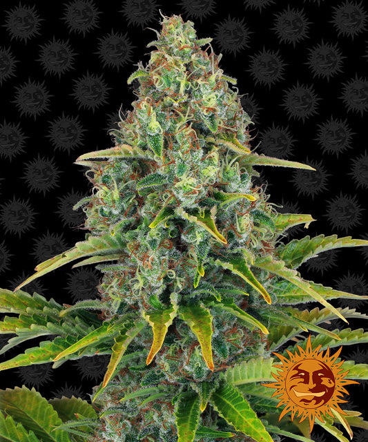 Blue Cheese Auto A.K.A. Blueberry Cheese Auto