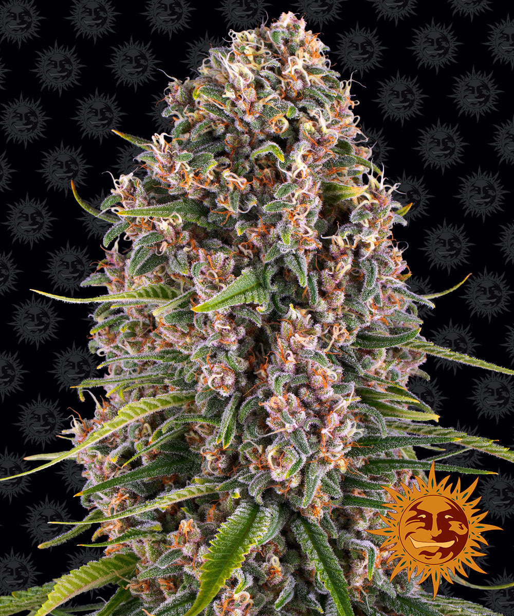 Blue Cheese AKA Blueberry Cheese