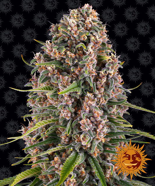 Blue Cheese AKA Blueberry Cheese