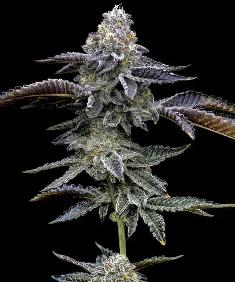 BLUE DREAM