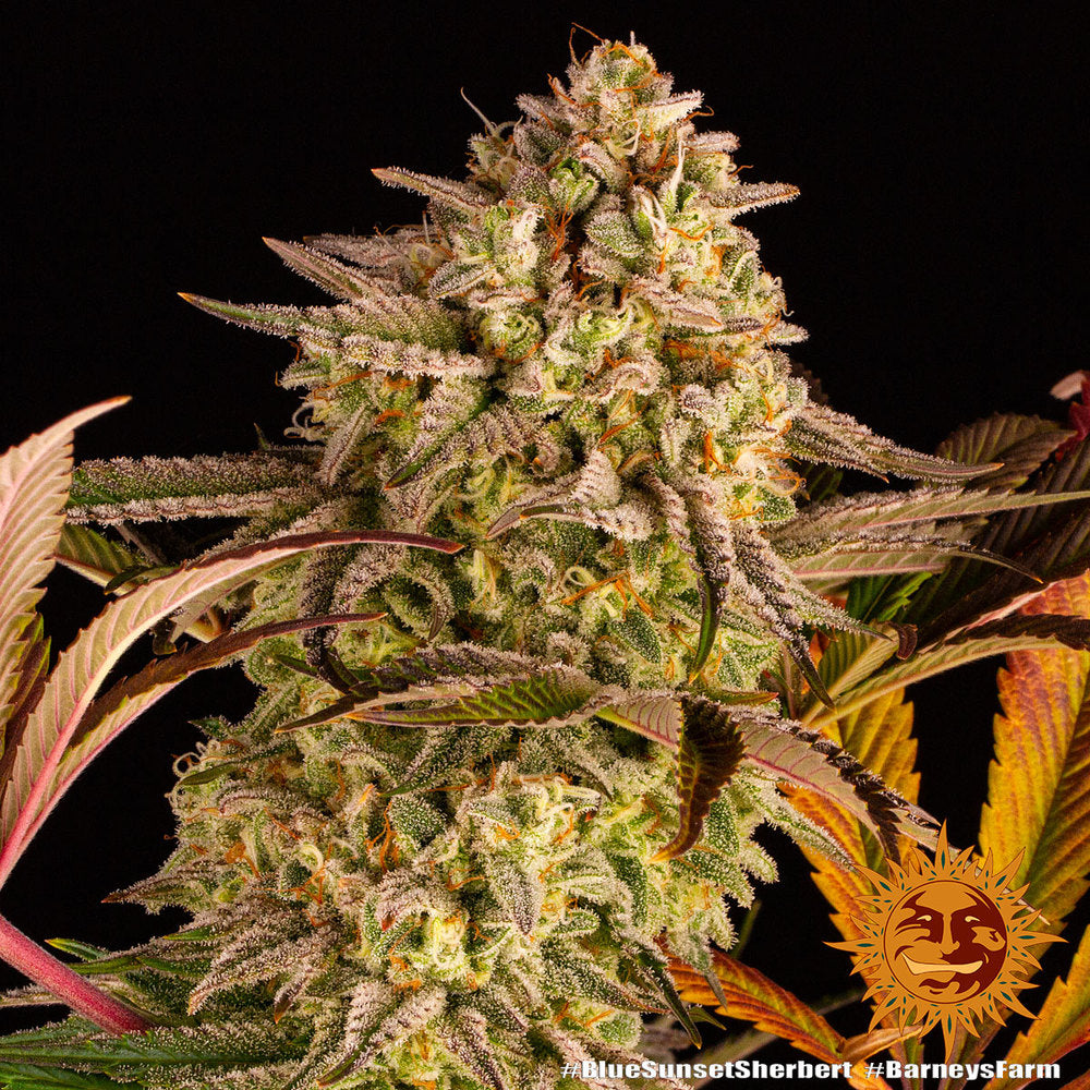 Blue Sunset Sherbert