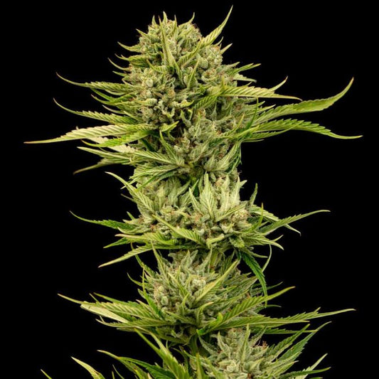 Blueberry Pie F1