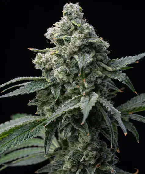 BRUCE BANNER