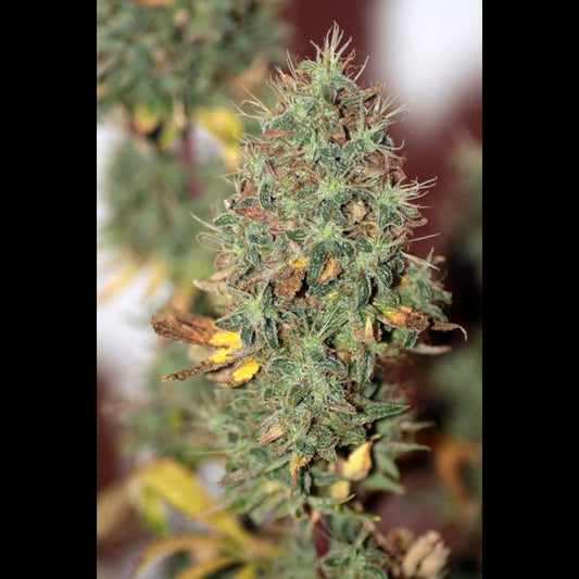 Wedding Cake Auto