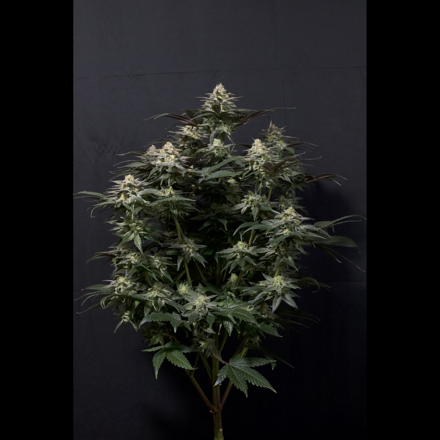 Purple Lemonade Fast Flowering