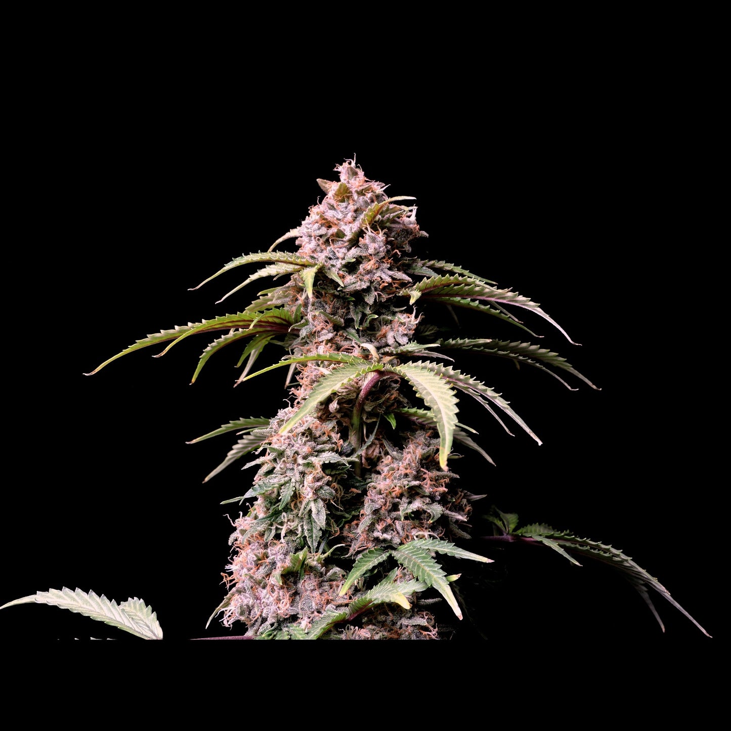 Amnesia Zkittlez Auto