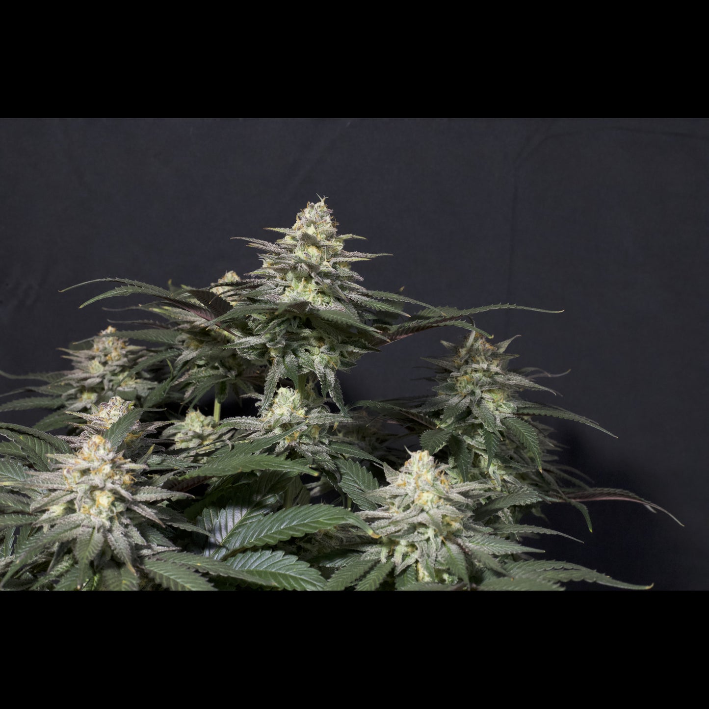 Purple Lemonade Fast Flowering