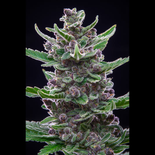 Tropicana Cookies Auto