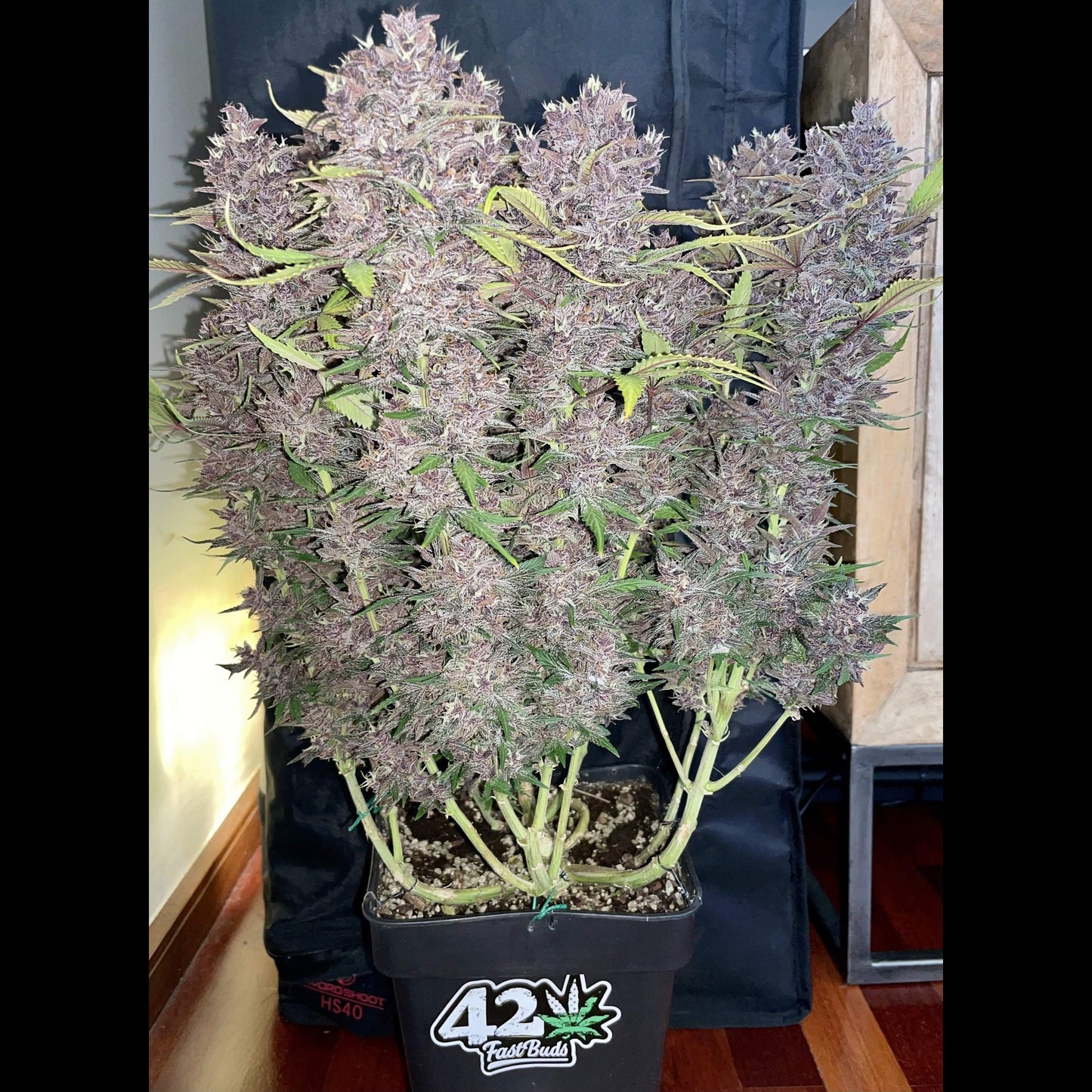 Purple Lemonade Auto