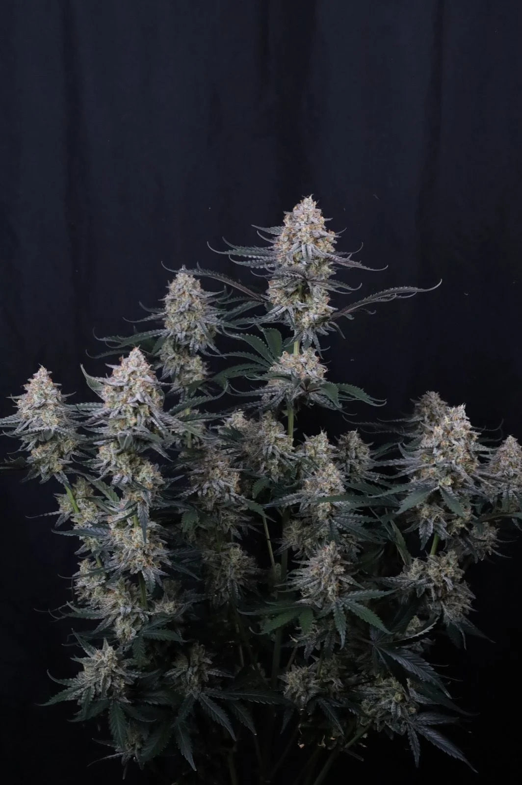 Guava Sundae Auto