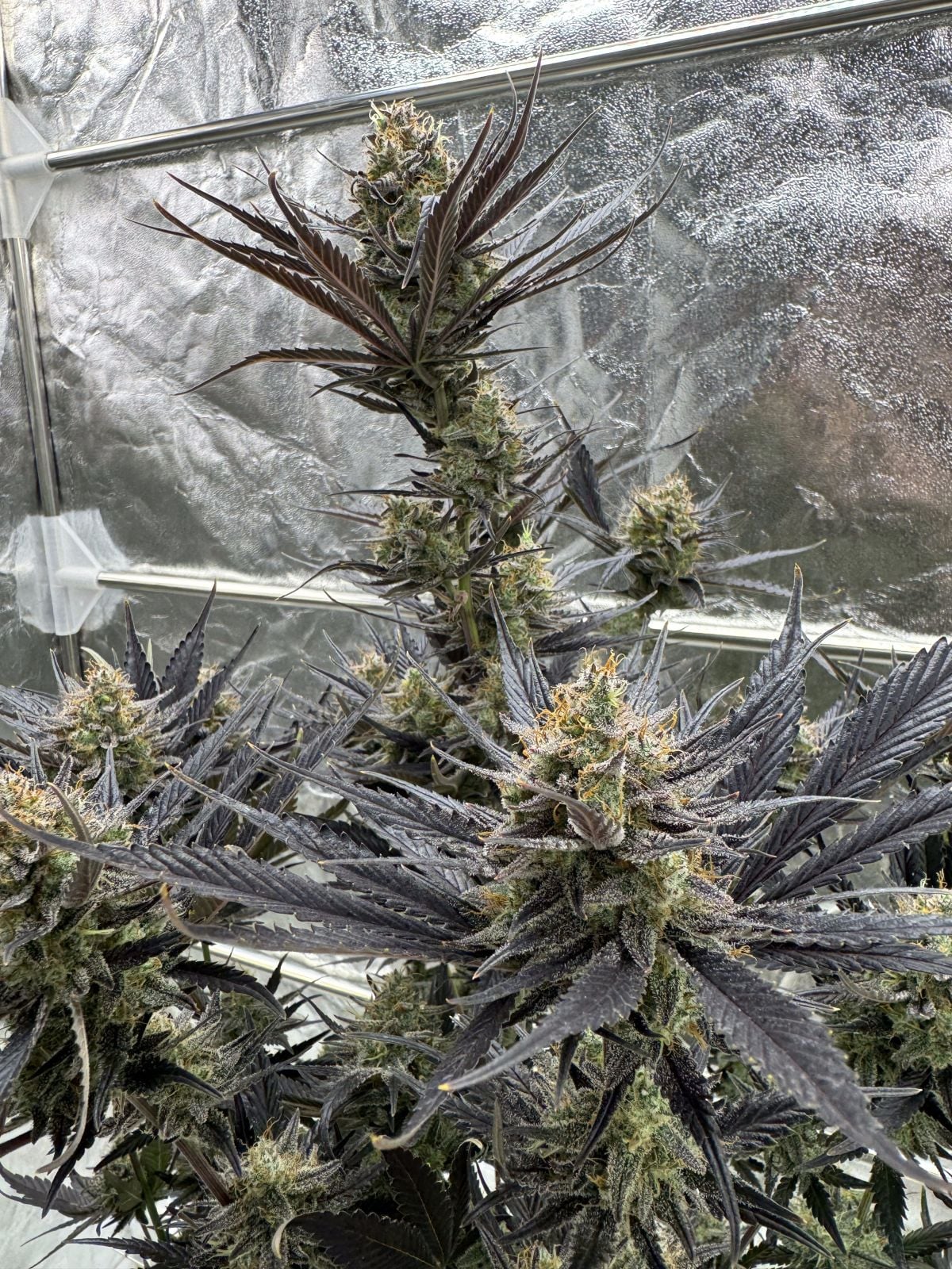 Guava Auto RF3