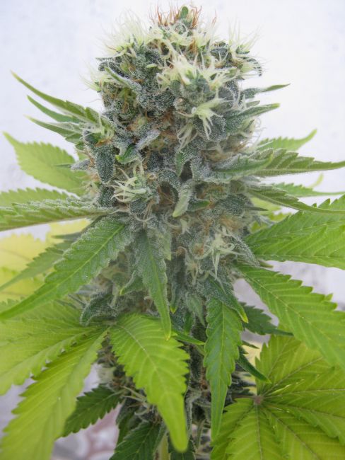 Lemonchello Haze