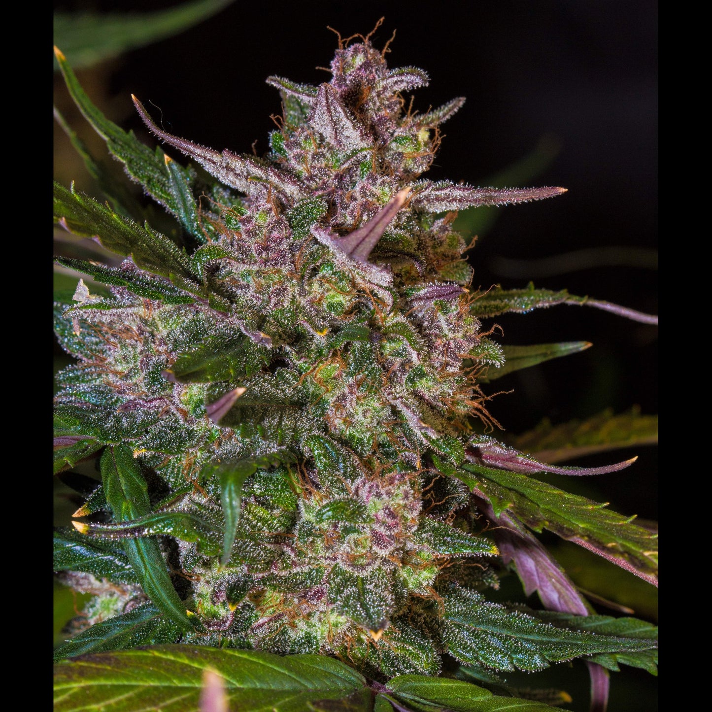 Stardawg Auto